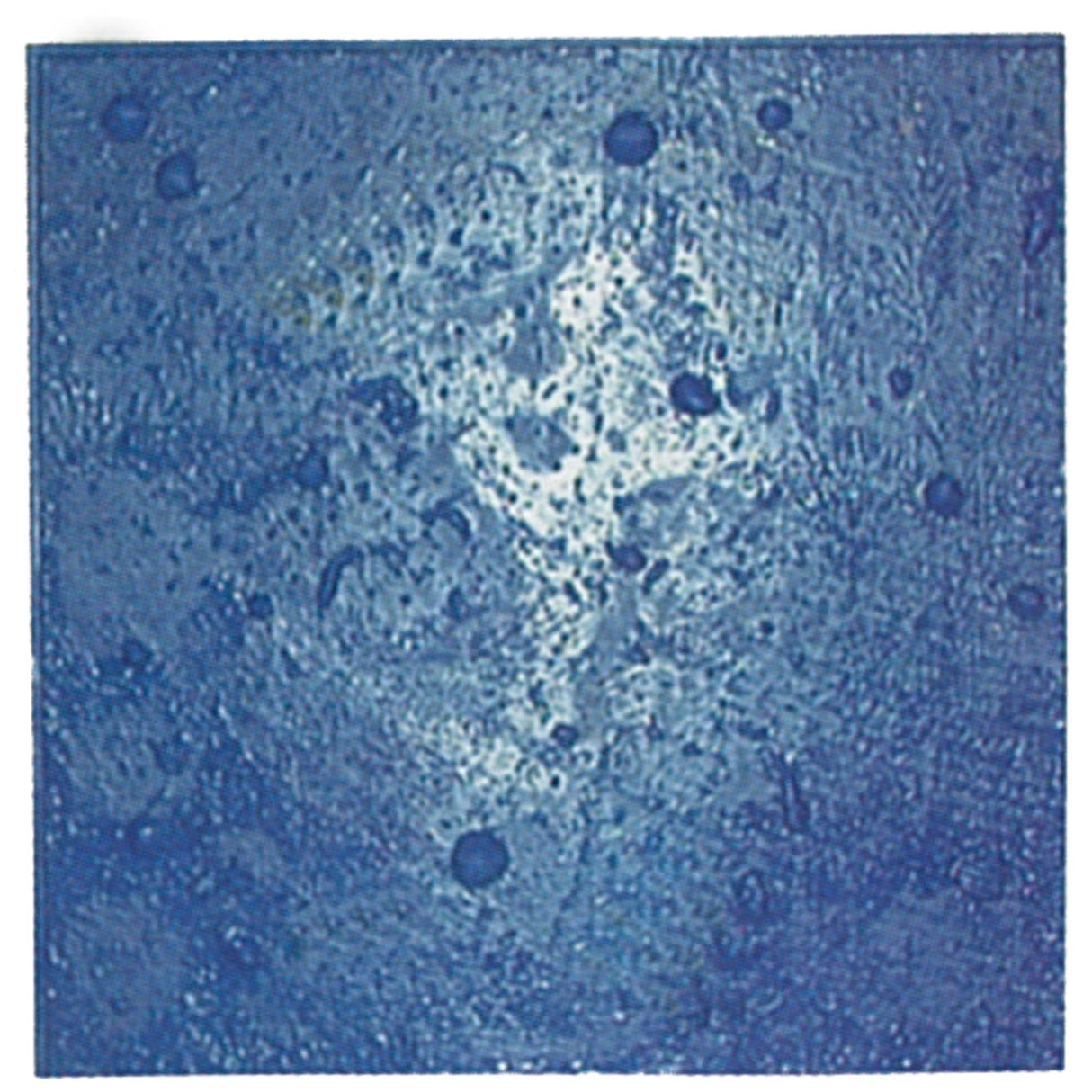 Bon Tool Sanibel Sea Shell Urethane Mat by Bon Tool